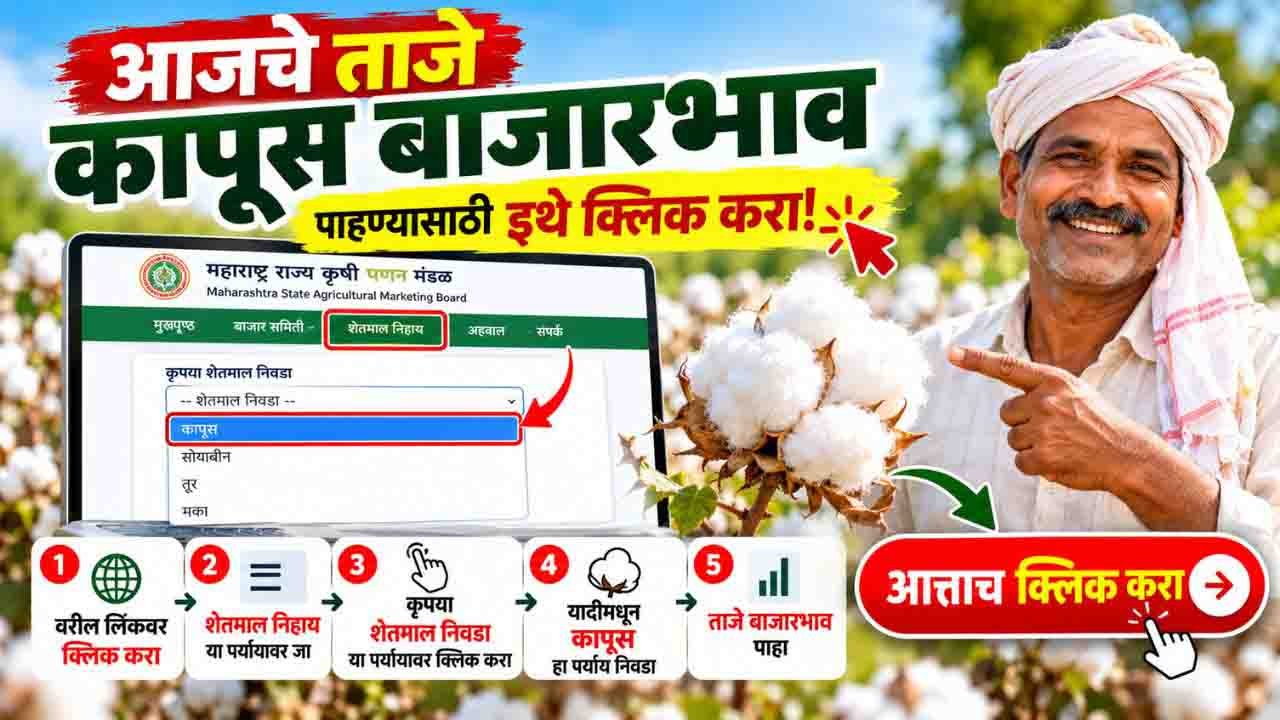 todays cotton rate in Maharashtra